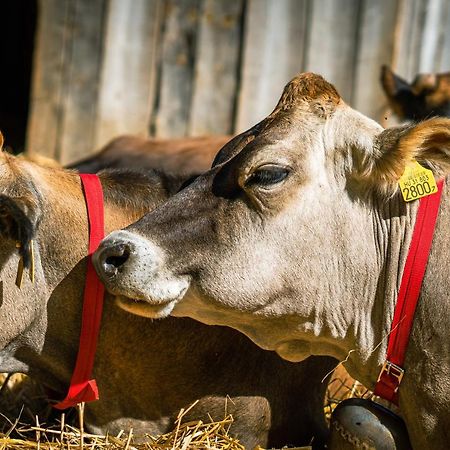 Отель Agroping Korosajt Muhely Немесбюк Экстерьер фото