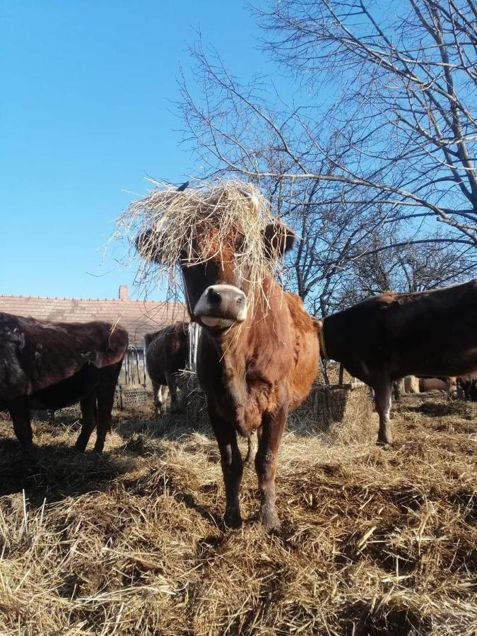 Отель Agroping Korosajt Muhely Немесбюк Экстерьер фото