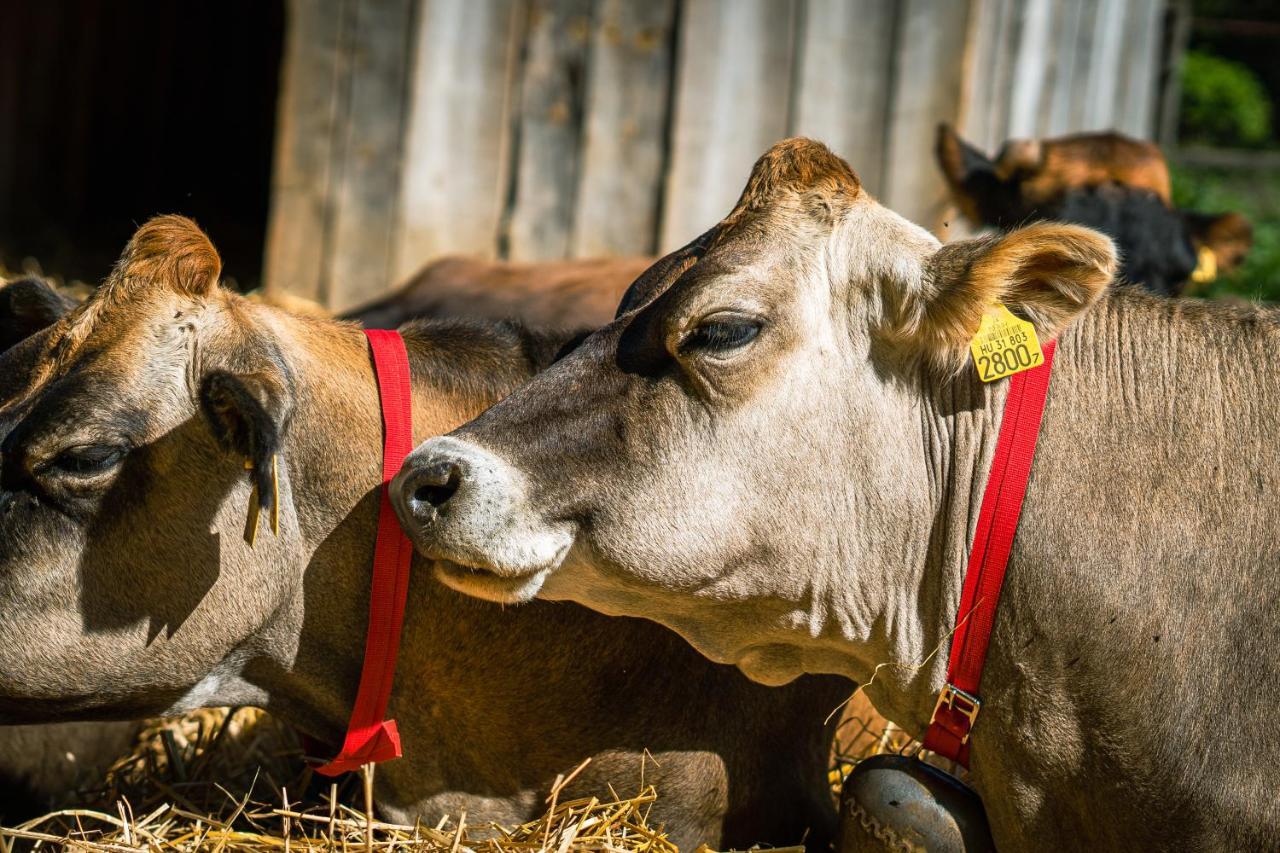 Отель Agroping Korosajt Muhely Немесбюк Экстерьер фото